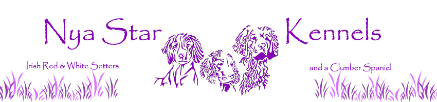 Nya Star Irish red and white setters